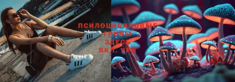 Галлюциногенные грибы Cubensis  наркошоп  Покров 